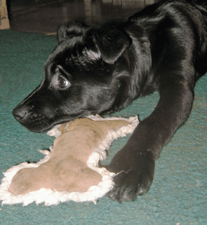 Cora-after-bath-with-toy.gif