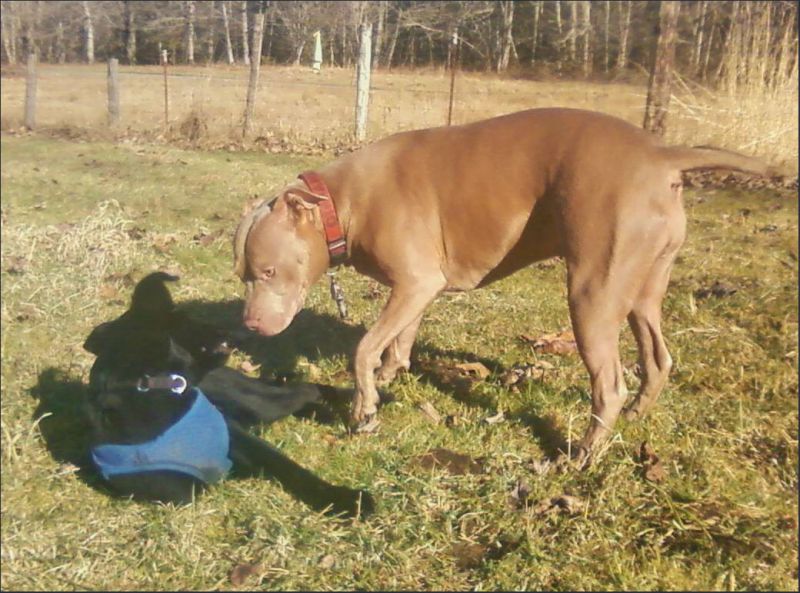 Cora meets Cinnamon, Floyd's "Girlfriend", at the farm.
